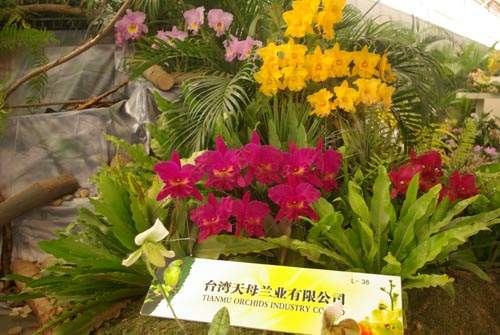 台湾的兰花也是本次展览的一大亮点