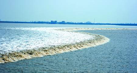 海宁盐官:“S”形的潮水像一条巨蛇在江面上“爬行”。